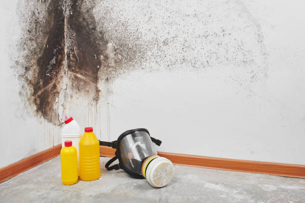 Best HVAC Mold Remediation in Shields, MI