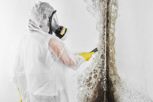 Best Post-Flood Mold Remediation in Shields, MI