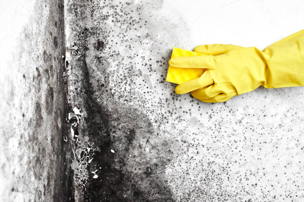 Best Kitchen Mold Remediation in Shields, MI