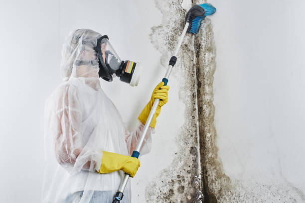 Best Basement Mold Remediation in Shields, MI