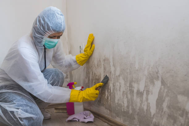 Best Localized Mold Remediation (e.g., coastal areas, humid climates) in Shields, MI