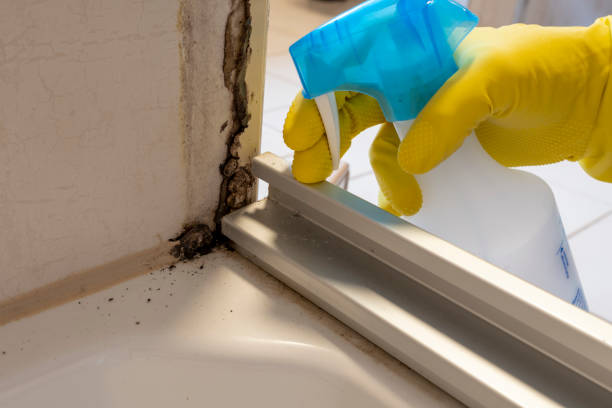 Best Residential Mold Remediation in Shields, MI