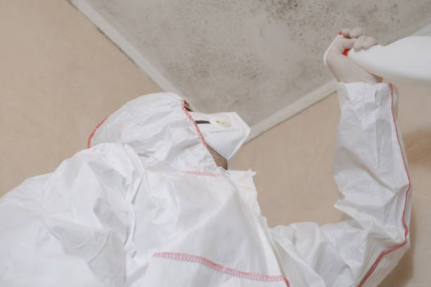Best Bathroom Mold Remediation in Shields, MI