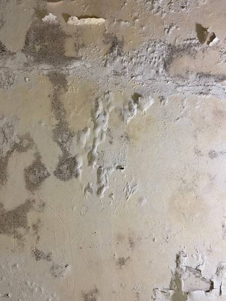 Reliable Shields, MI Mold Remediation Solutions