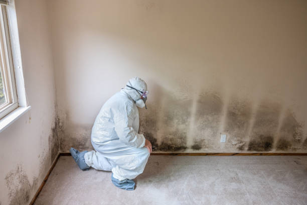Best Residential Mold Remediation in Shields, MI